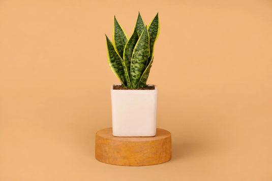 Plant with Ceramic Planter