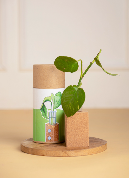 Grow Magnetic Cork Planter